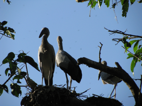 Bird Watching Tours